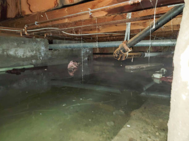 Best Professional water damage repair  in Norman Park, GA