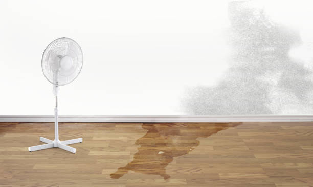 Best Water damage restoration near me  in Norman Park, GA