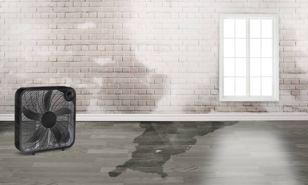 Best Local water damage restoration  in Norman Park, GA
